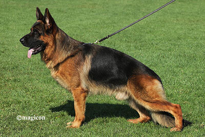 Groovy di Casa Massarelli