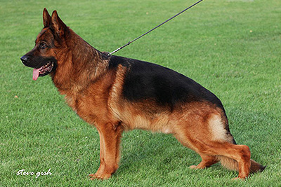 Whillo vom Klostermoor