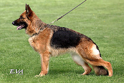 Akira von der Sulzbachwiese