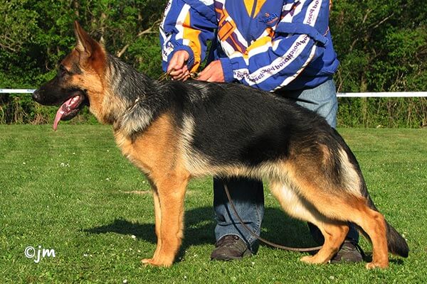 Amelie vom Bösendörfl Amelie vom Bösendörfl