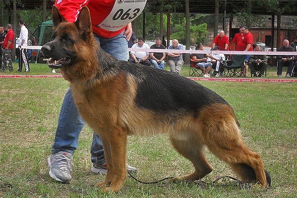 Don von der Sulzbachwiese Don von der Sulzbachwiese