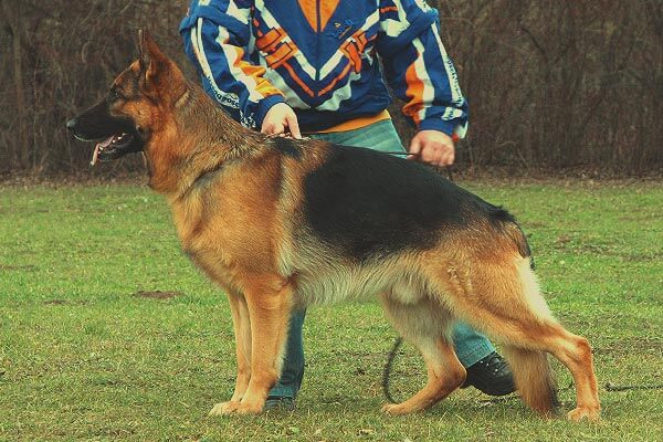 Iso vom Schloß Schubert Iso vom Schloß Schubert