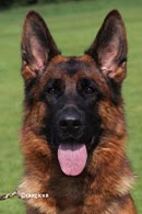 Ivy von der Sulzbachwiese