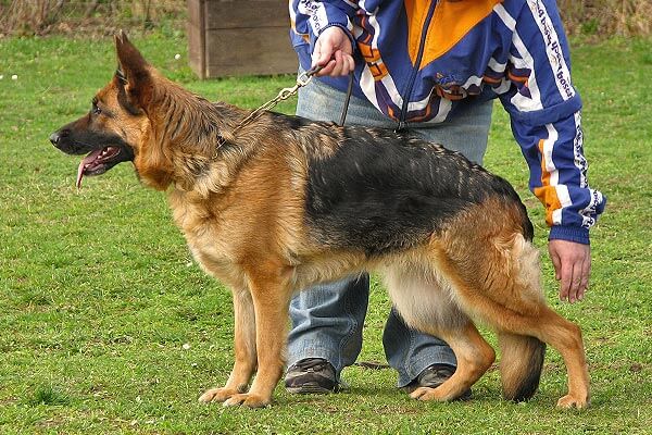 Ostra vom Schuberthäuschen Ostra vom Schuberthäuschen