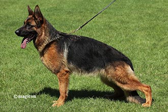 Ussi vom Leithawald Ussi vom Leithawald