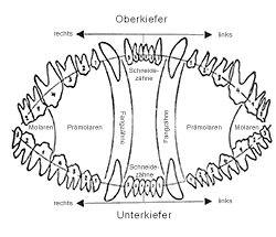 Das Gebiss des Deutschen Schäferhundes