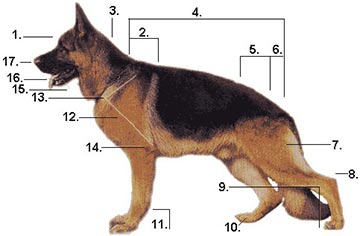 Anatomie des Deutschen Schäferhundes Anatomie des Deutschen Schäferhundes