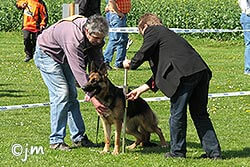 Messung der Widerristhöhe